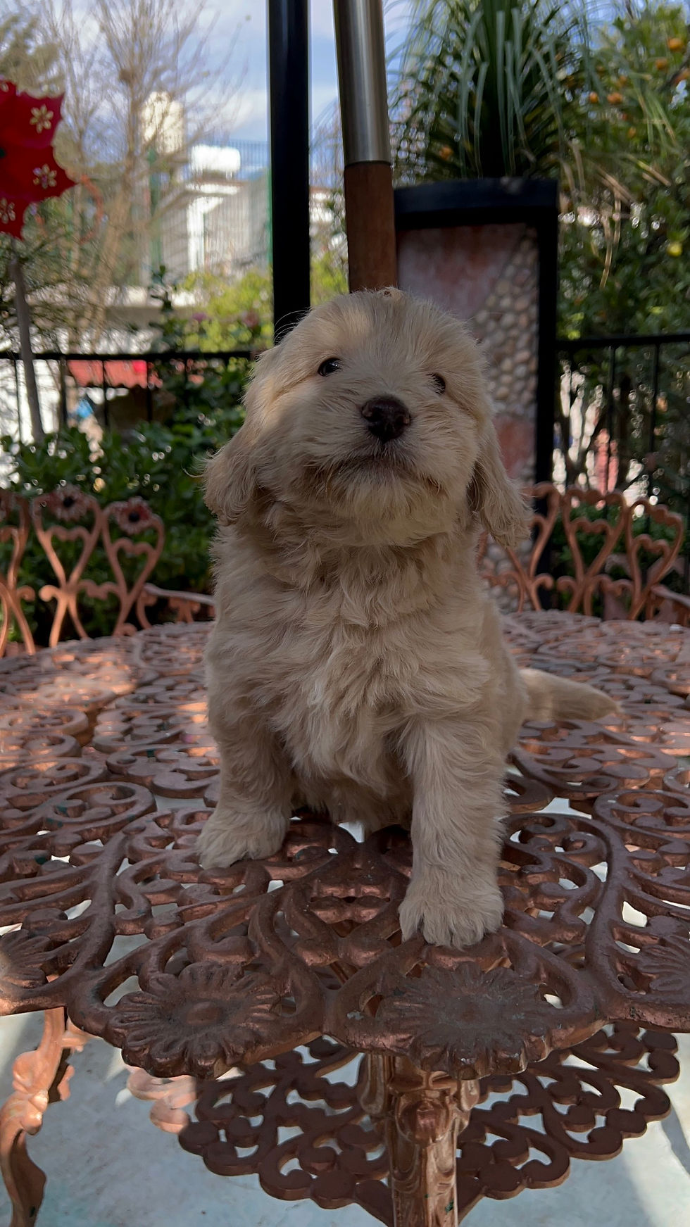 Miniatura: Goldendoodle Hembra Entrega Inmediata
