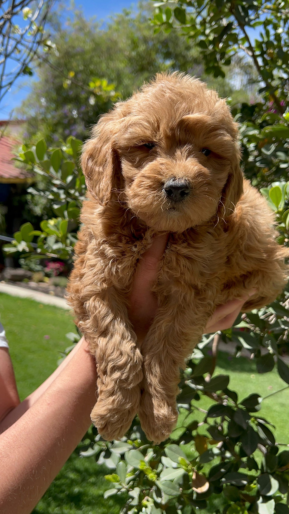 Miniatura: GoldenDoodle Macho 