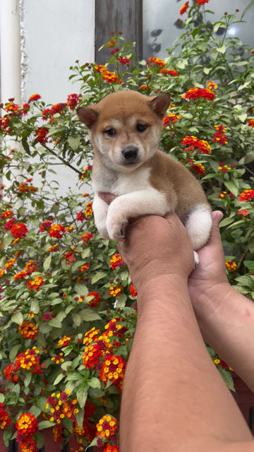 Miniatura: Shiba Inu’s Hembra 