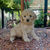 GoldenDoodle Macho