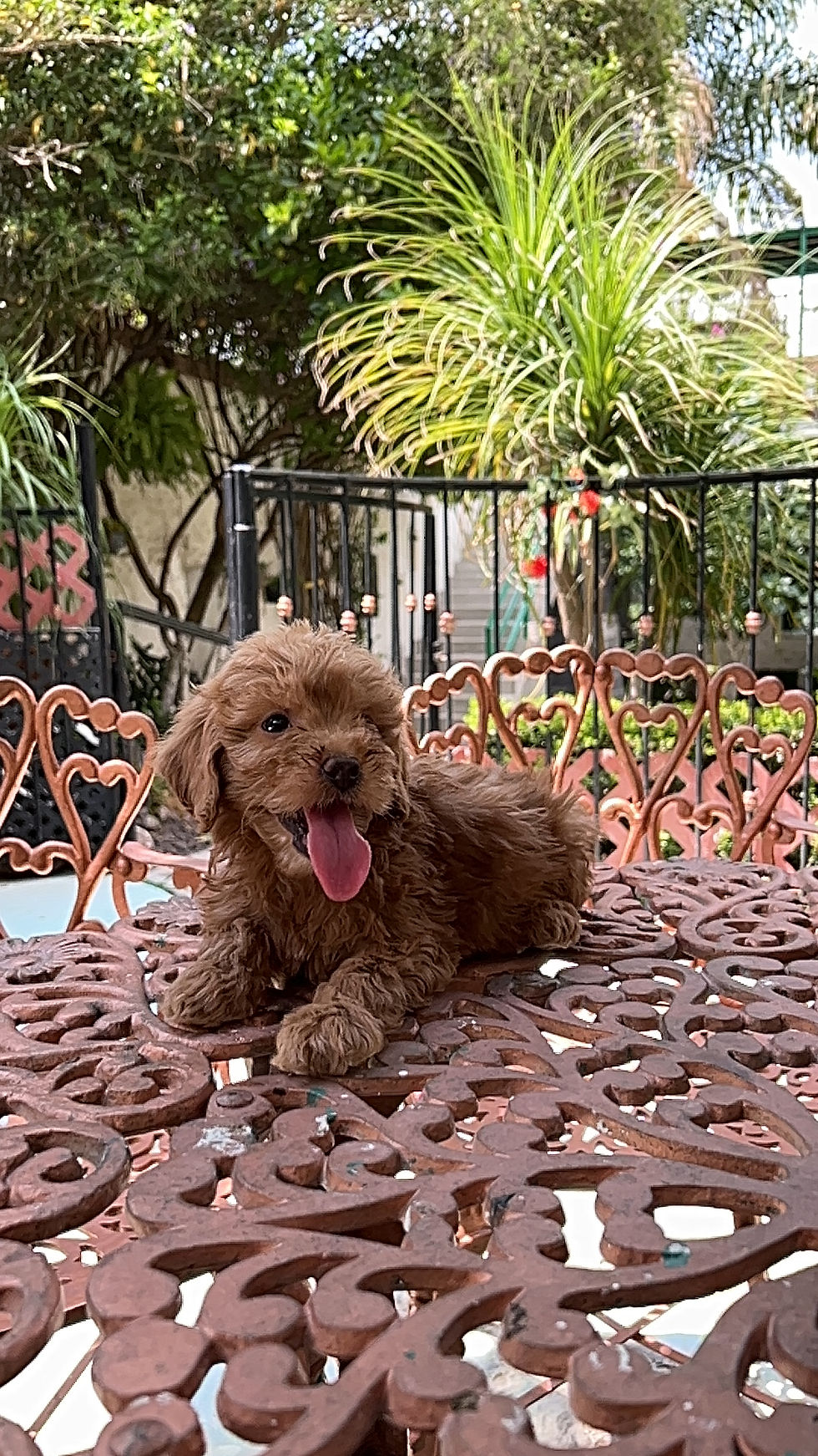 Miniatura: GoldenDoodle Macho 