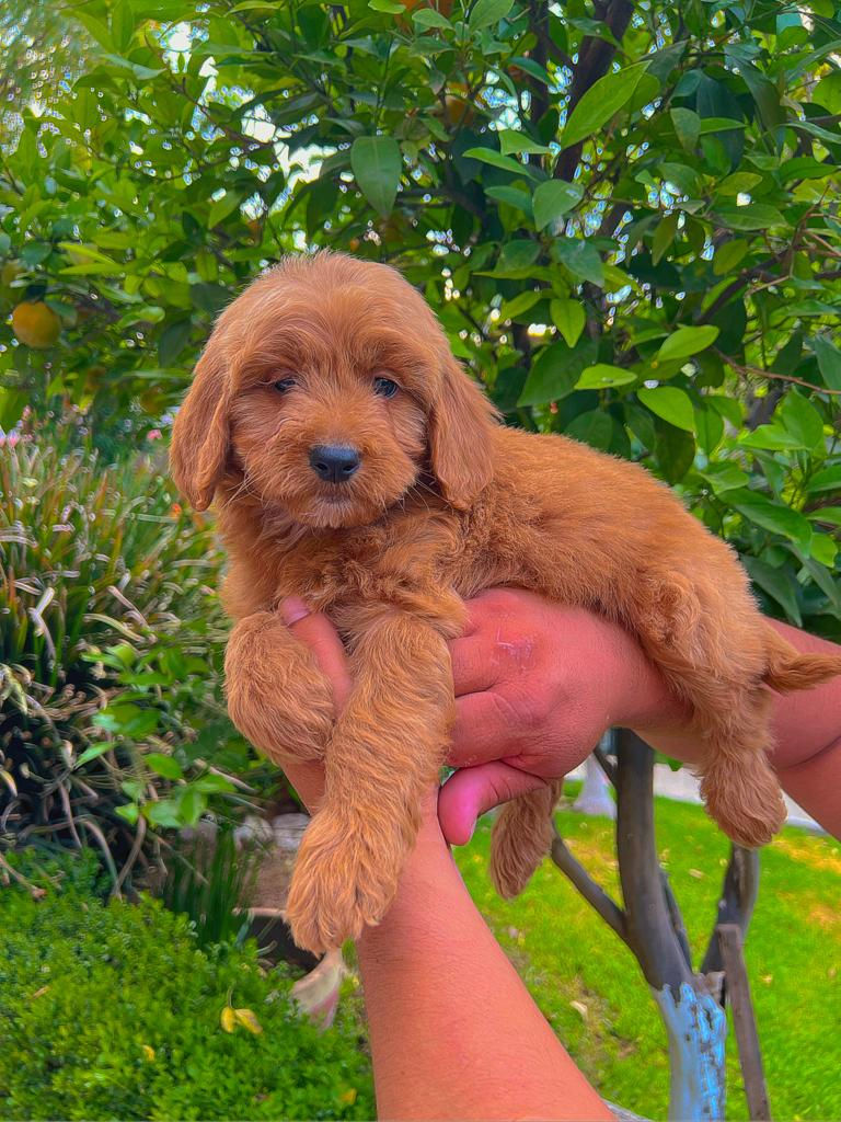 GoldenDoodle Hembra 1