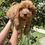 Miniatura: GoldenDoodle Macho 