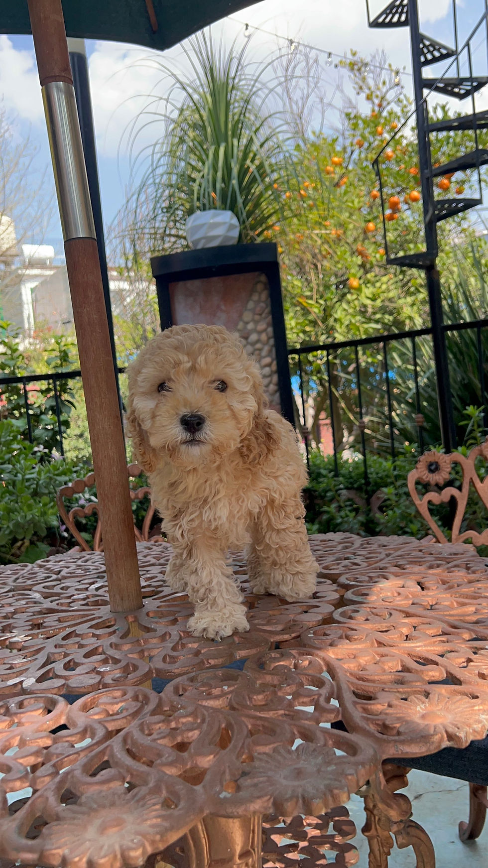 Miniatura: GoldenDoodle Macho Mini 