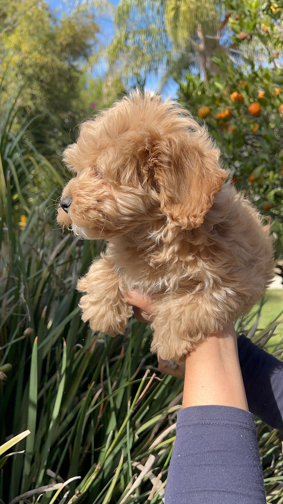 Miniatura: GoldenDoodle Mini Hembra 