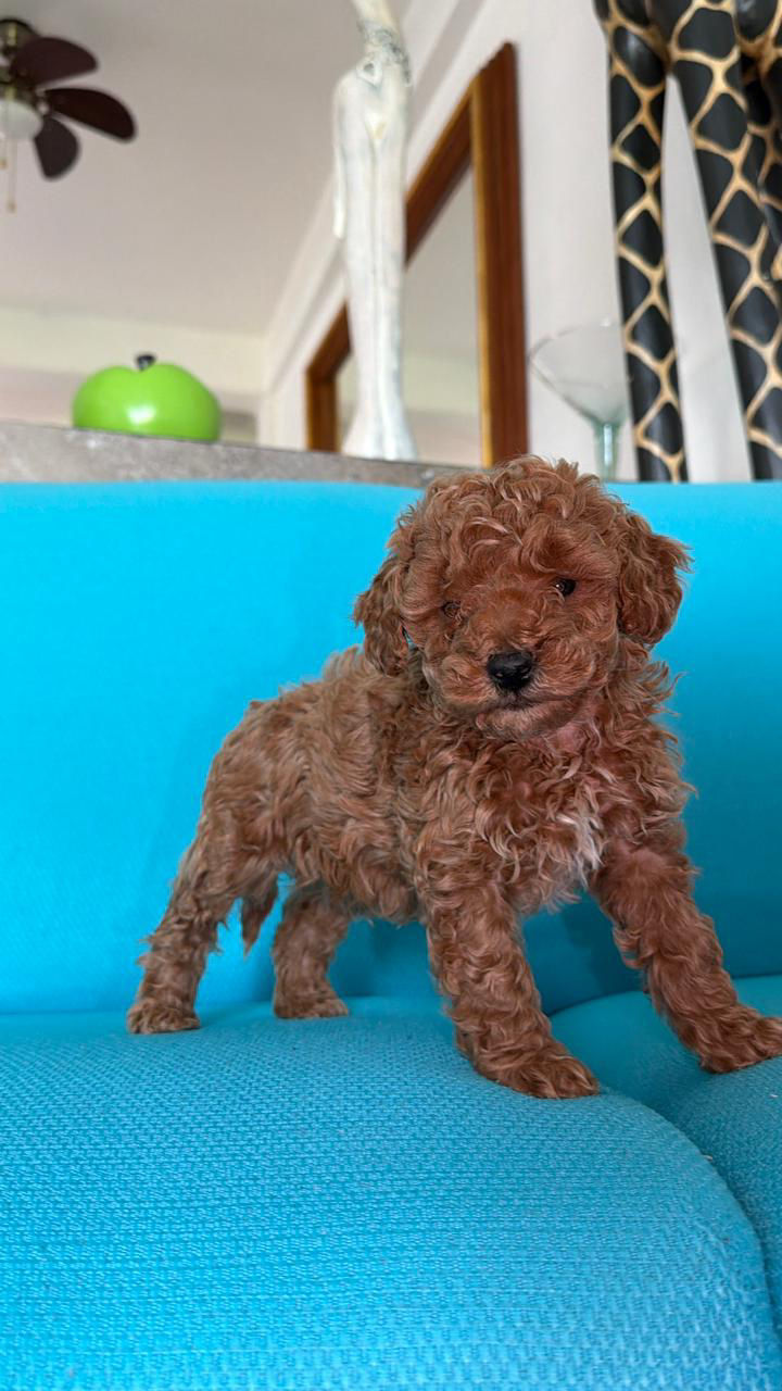 Miniatura: Goldendoodle Macho Rojo 