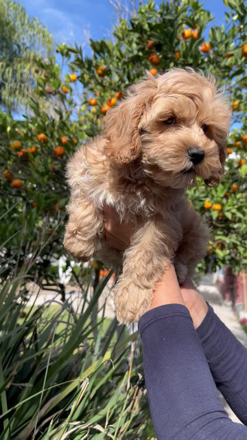 Miniatura: GoldenDoodle Mini Hembra 