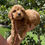 Miniatura: GoldenDoodle Hembra 