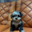 Miniatura: Maltipoo Merle 
