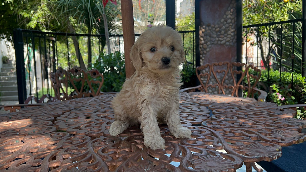 Miniatura: GoldenDoodle Macho 