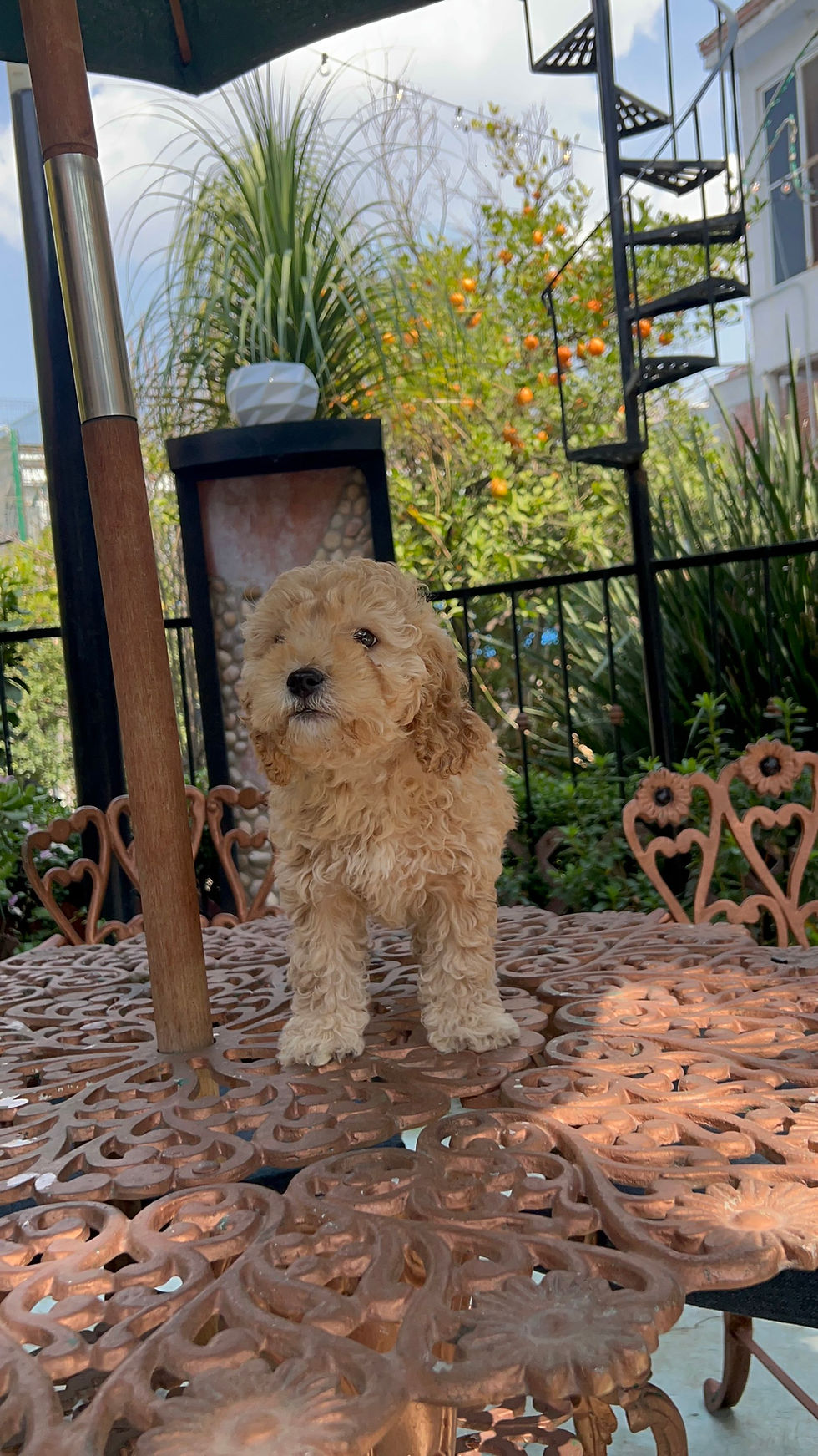 Miniatura: GoldenDoodle Macho Mini 