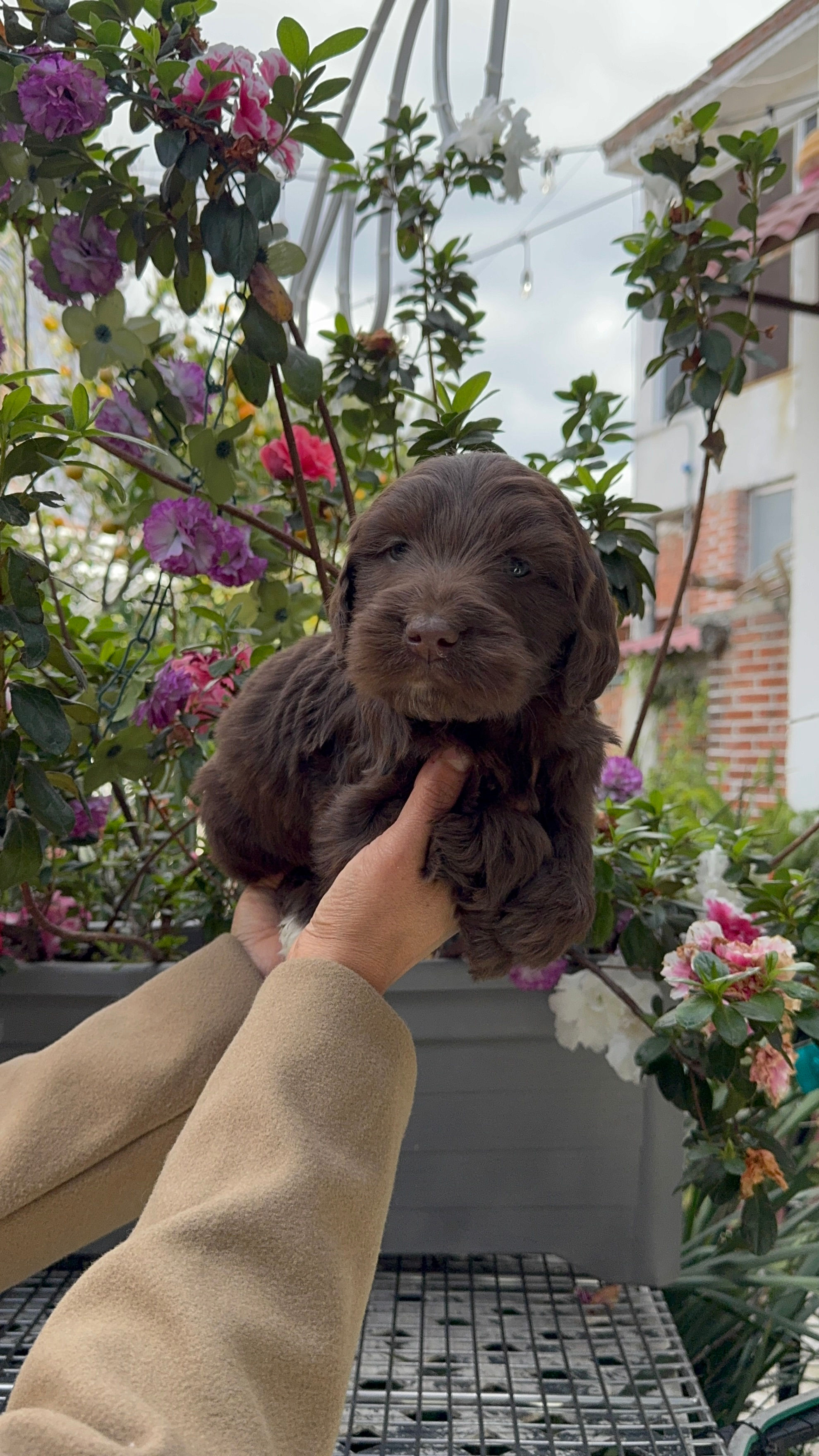 GoldenDoodle Hembra Chocolate