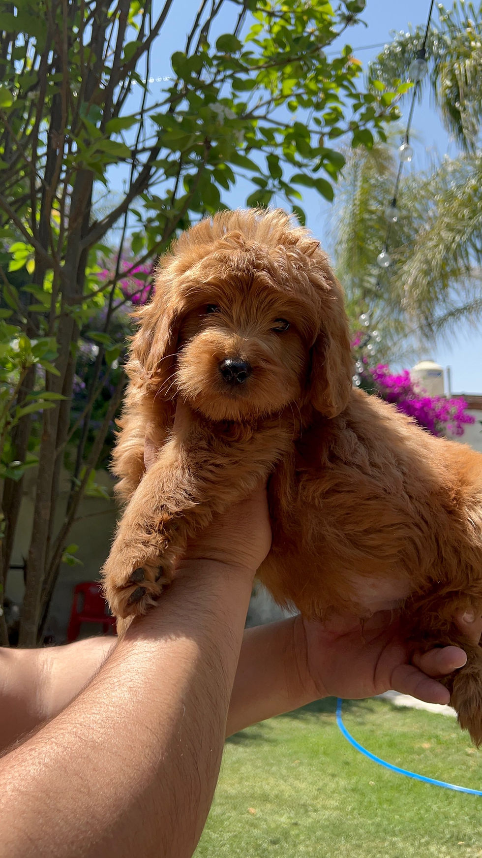 Miniatura: GoldenDoodle Macho 