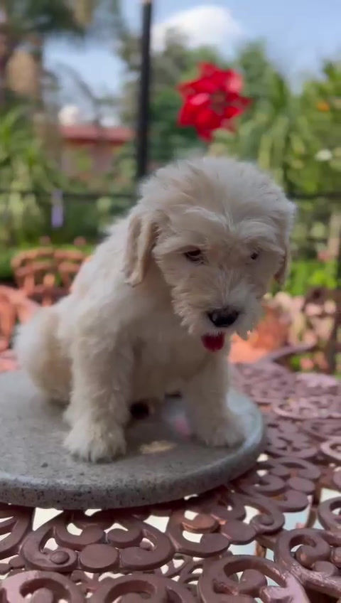 Miniatura: GoldenDoodle Hembra 2