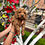 Miniatura: GoldenDoodle Hembra