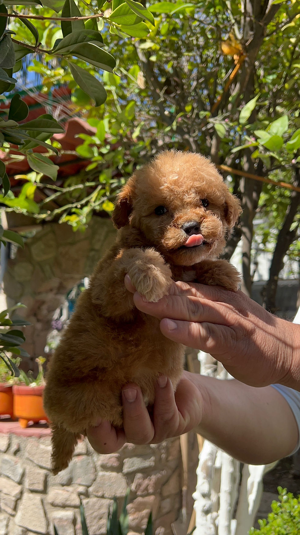 Miniatura: Hembra GoldenDoodle 
