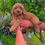 Miniatura: GoldenDoodle Hembra 1