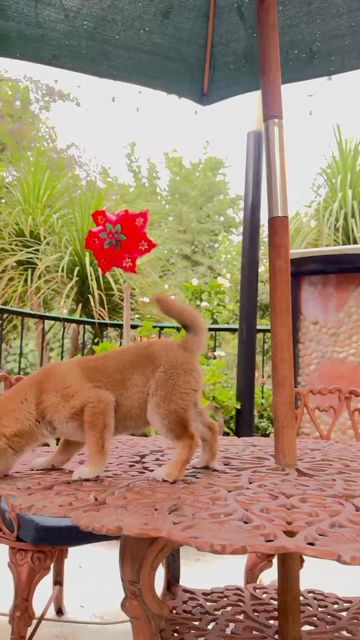 Miniatura: Shiba Inu 
