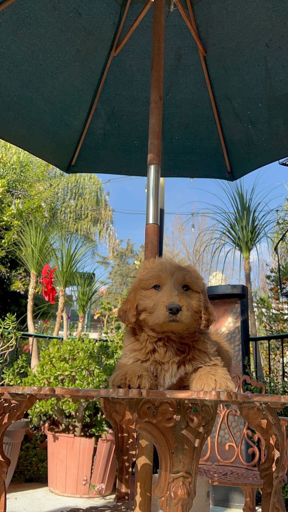 Miniatura: GoldenDoodle Standar Macho 