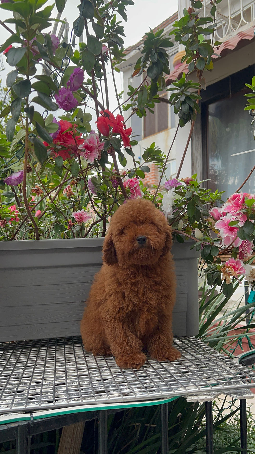 Miniatura: GoldenDoodle Machos