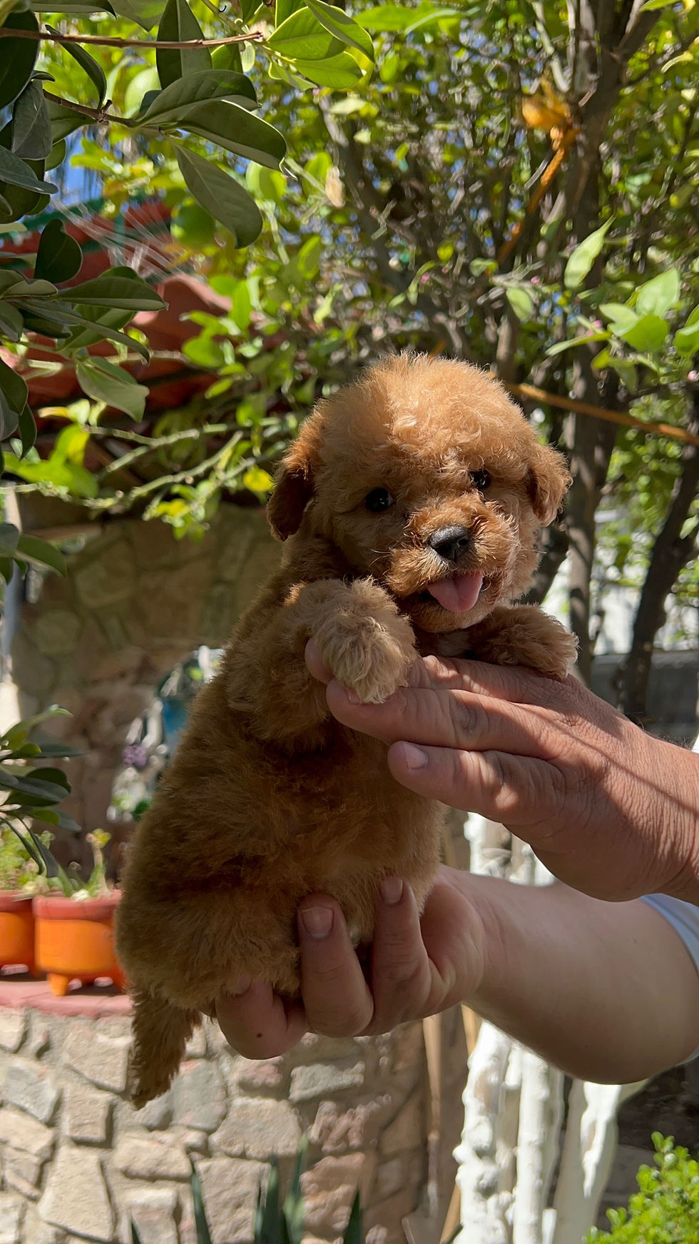 Miniatura: Hembra GoldenDoodle 