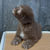 Miniatura: GoldenDoodle Chocolate Macho