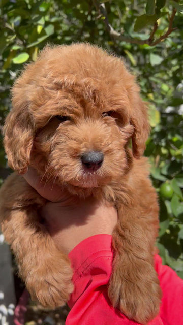 Miniatura: GoldenDoodle Hembra 
