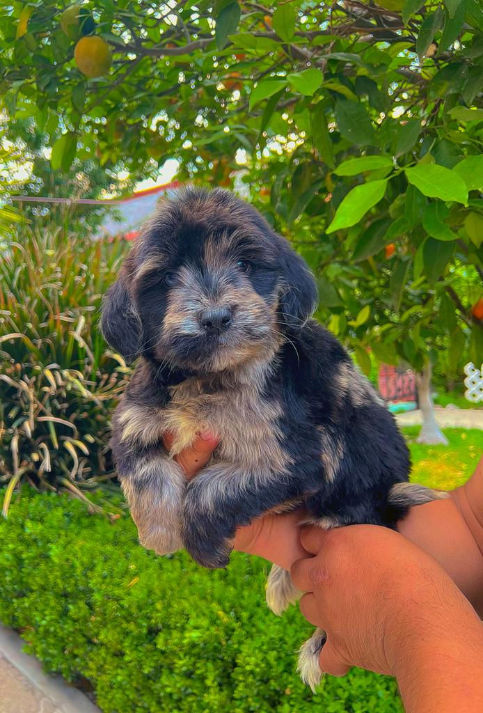 Miniatura: GoldenDoodle Hembra 3