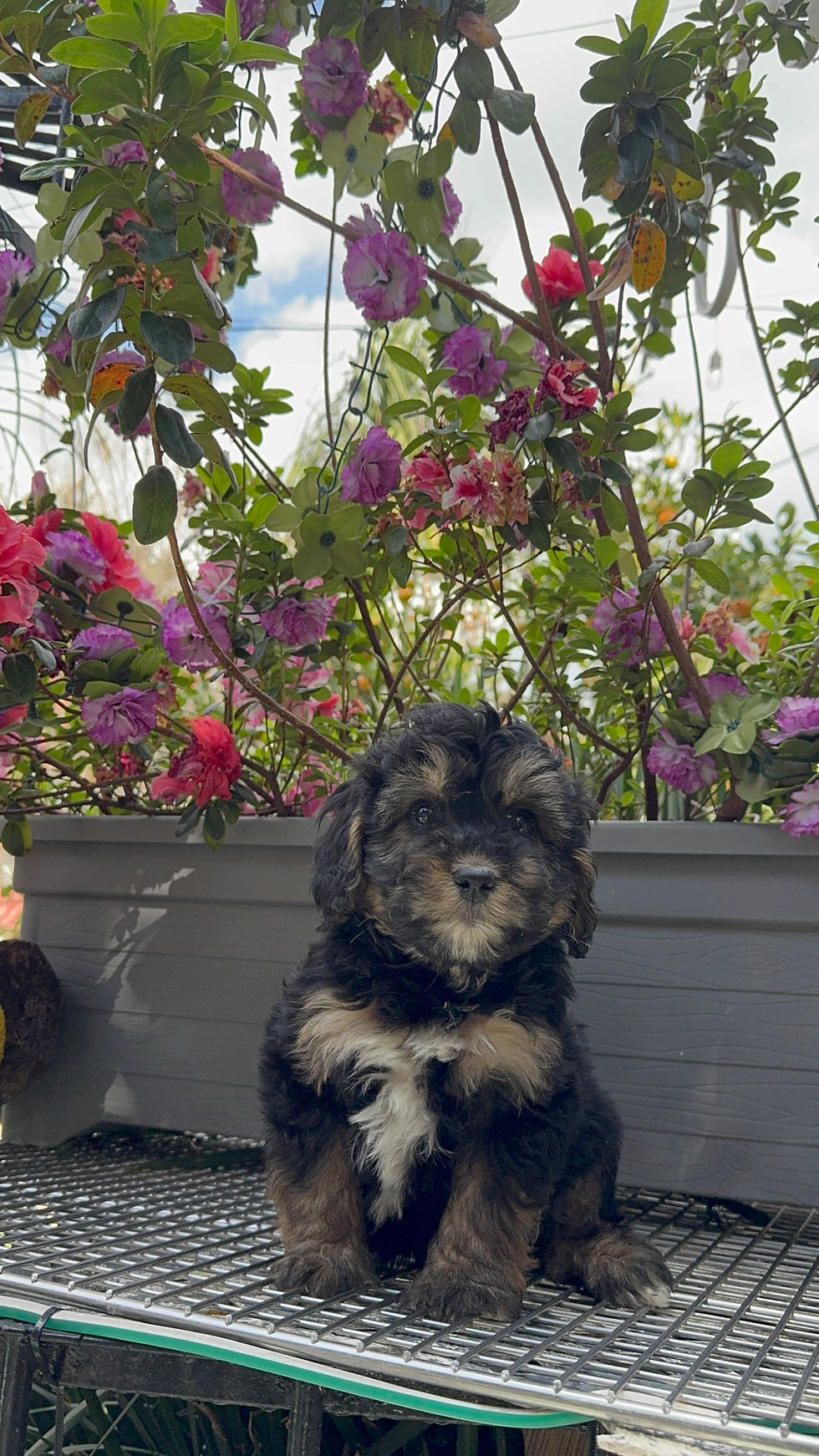 Miniatura: GoldenDoodle Tricolor 