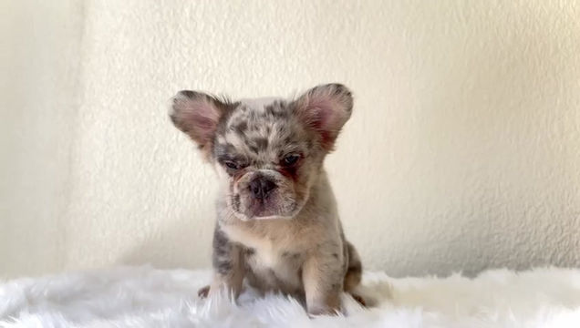 Miniatura: Bulddog Francés Fluffy
