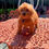 Miniatura: GoldenDoodle Hembra 1