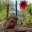 Miniatura: GoldenDoodle Macho 