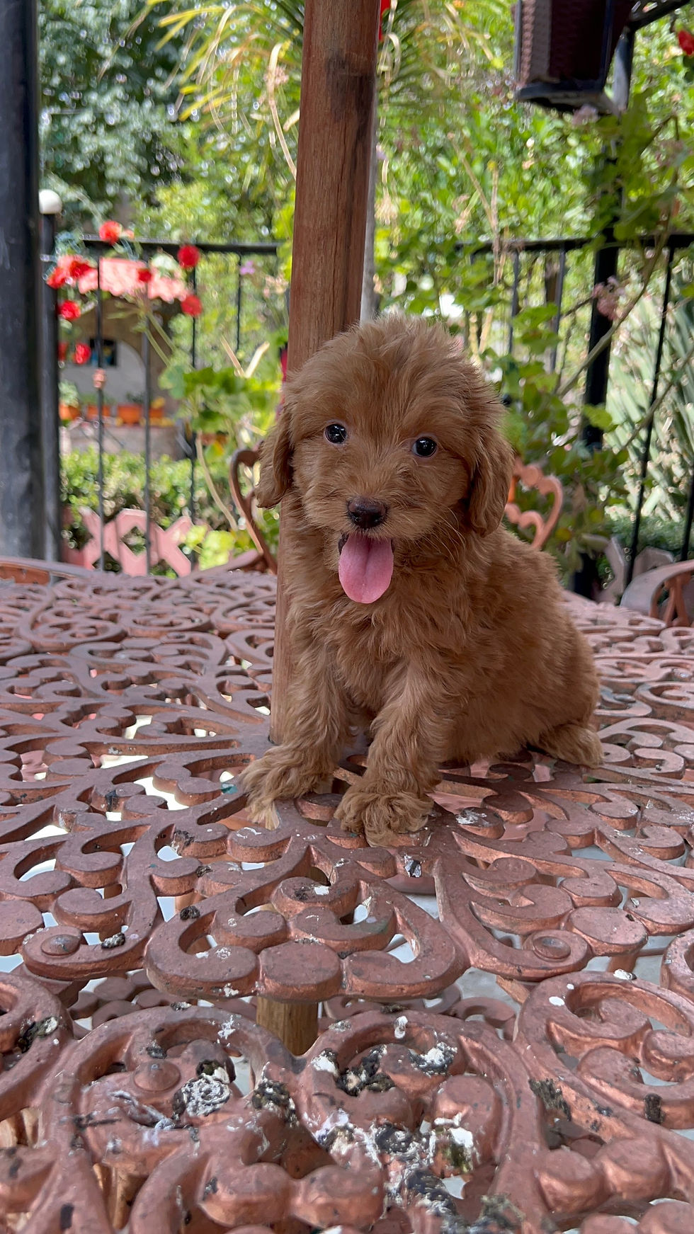 Miniatura: GoldenDoodle Macho 