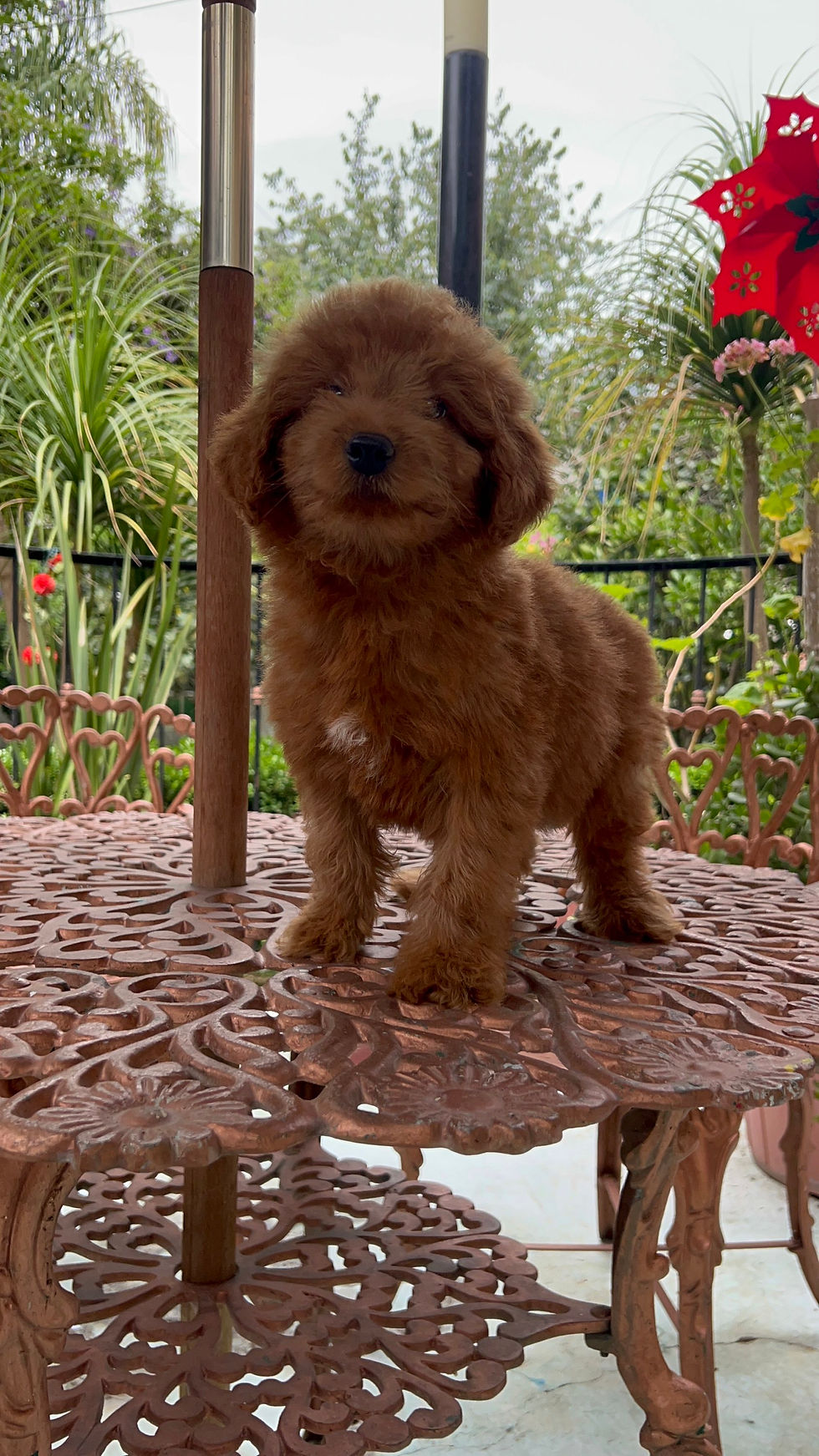 Miniatura: GoldenDoodle Macho