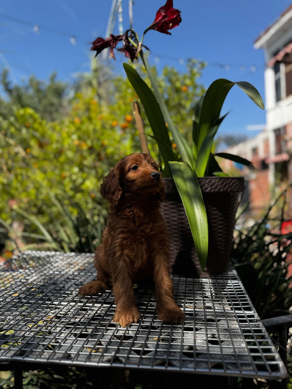 Miniatura: hembrita goldendoodle 
