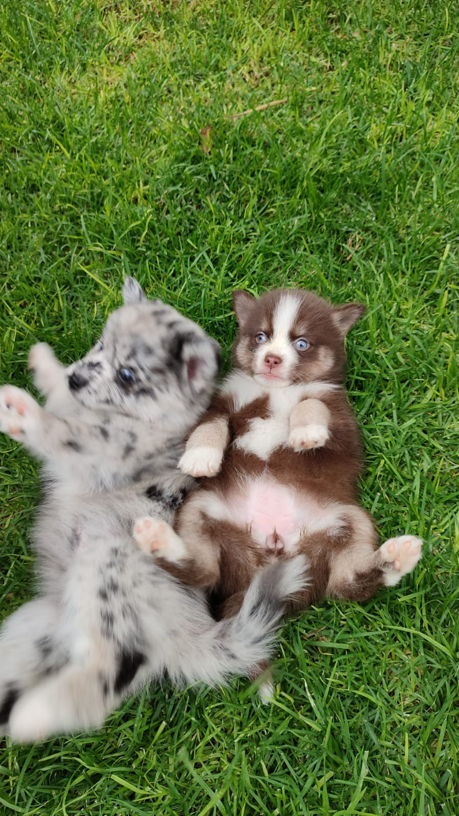 Miniatura: Choco y Cookie