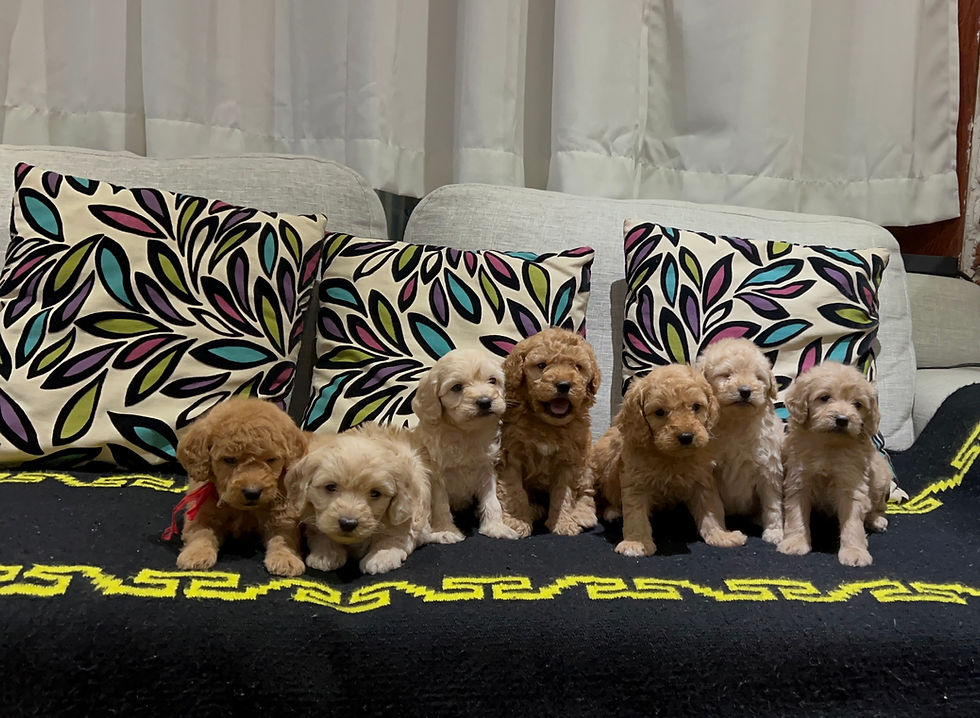 Miniatura: GoldenDoodles 