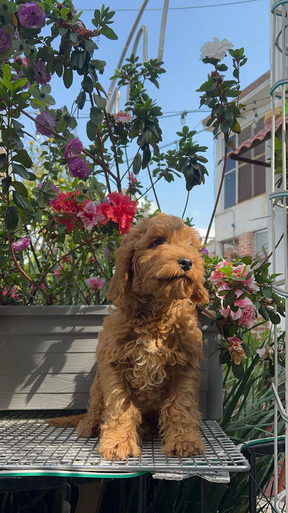 Miniatura: Goldendoodle Macho