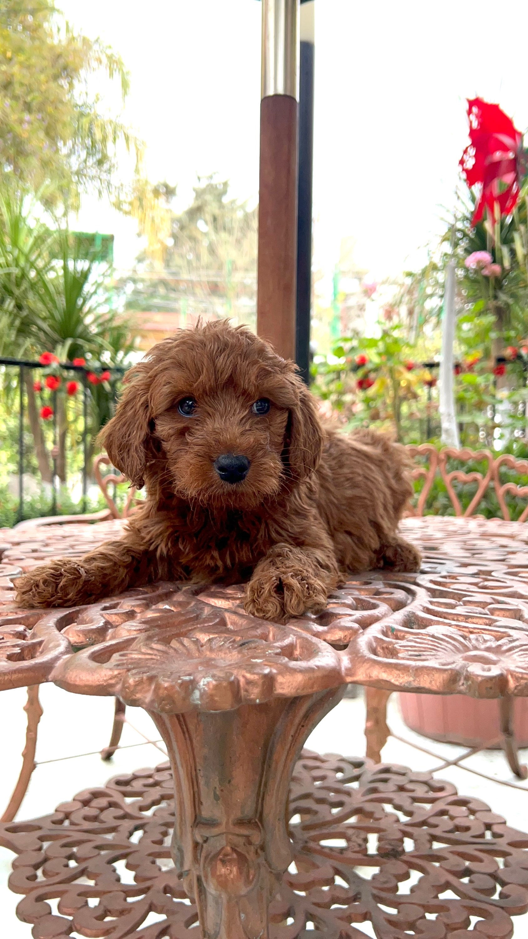GoldenDoodle Hembra 