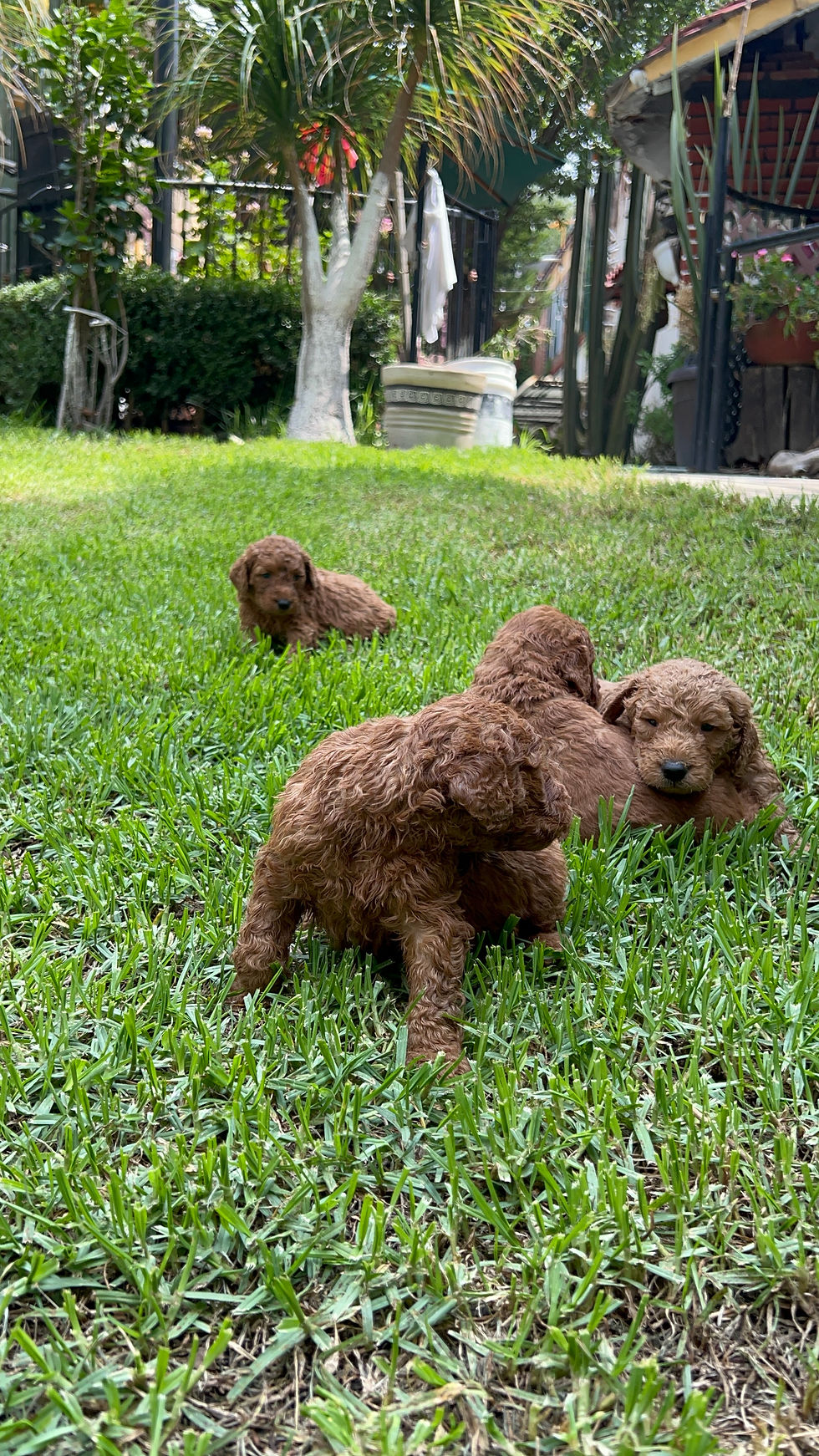 Miniatura: Goldendoodle Hembras 