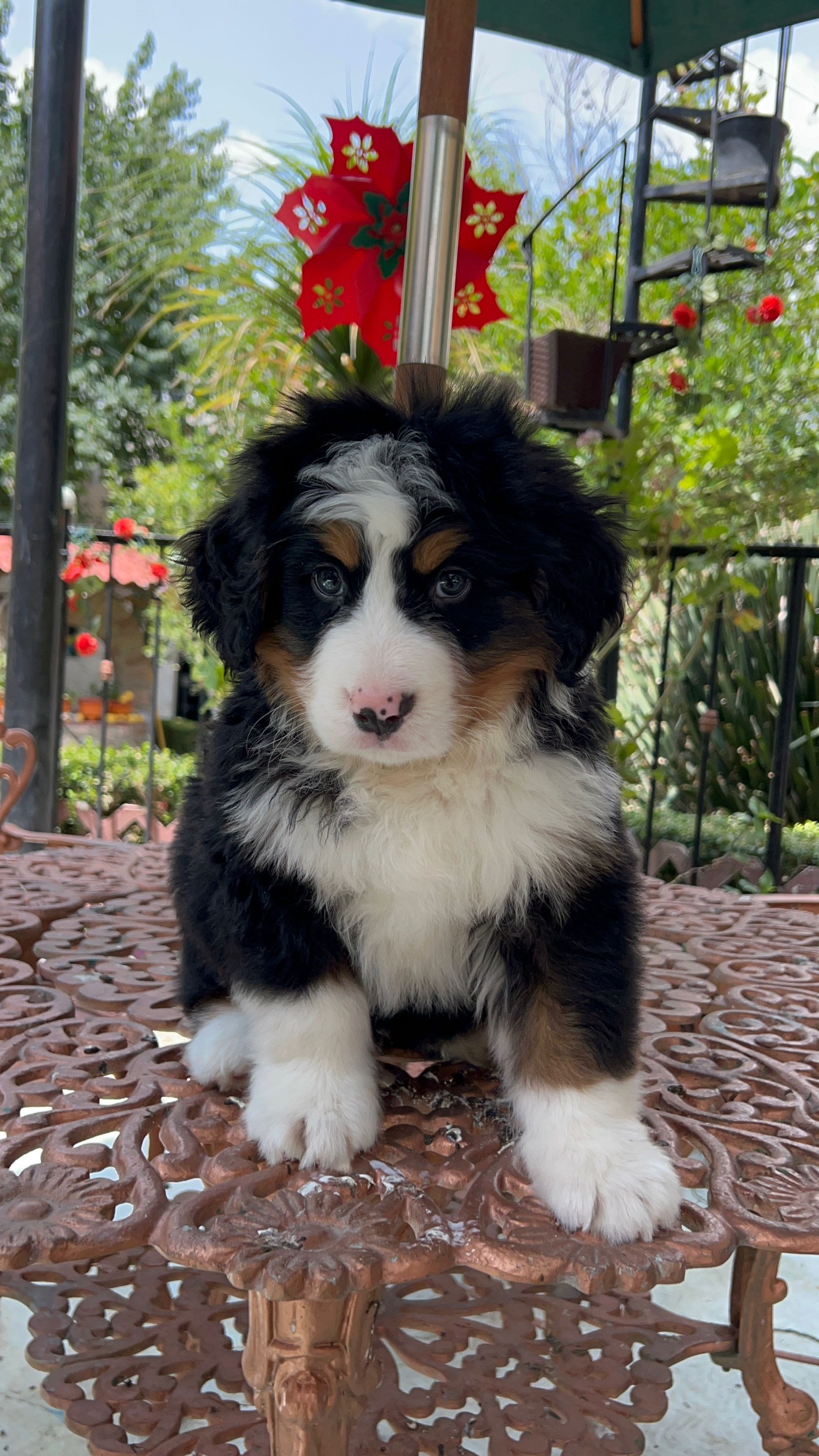 Bernes De La Montaña Mini 