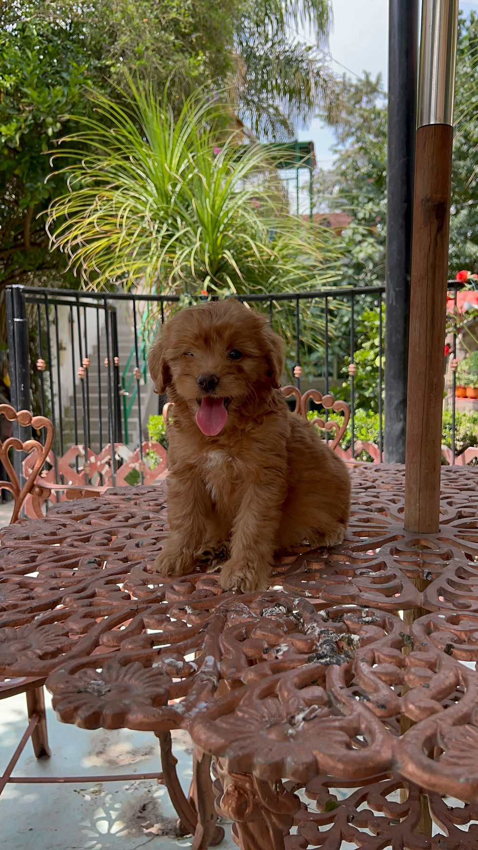 Miniatura: GoldenDoodle Hembra 