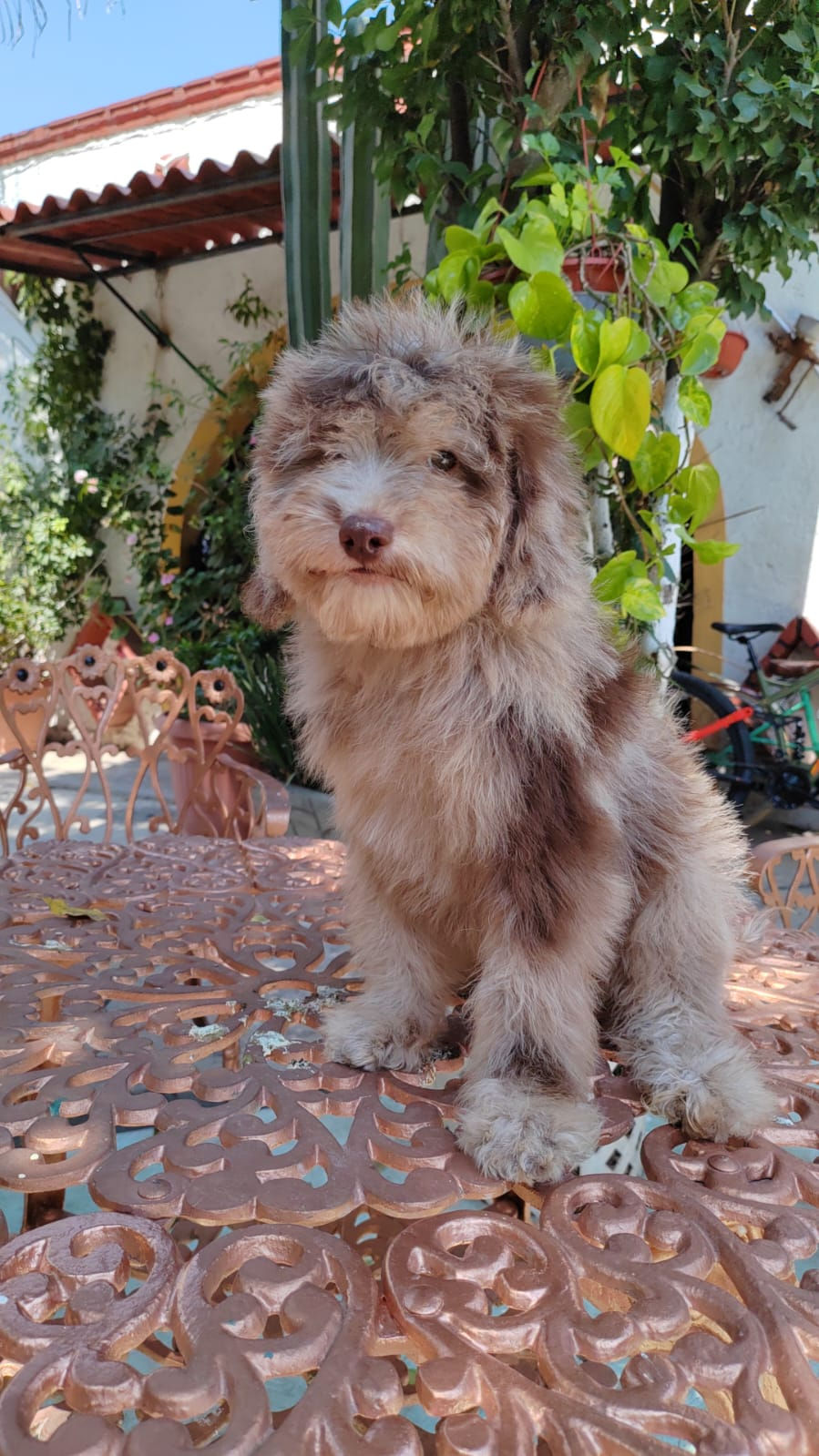 Miniatura: GoldenDoodle Merle Macho 1