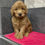 Miniatura: GoldenDoodle Standar 