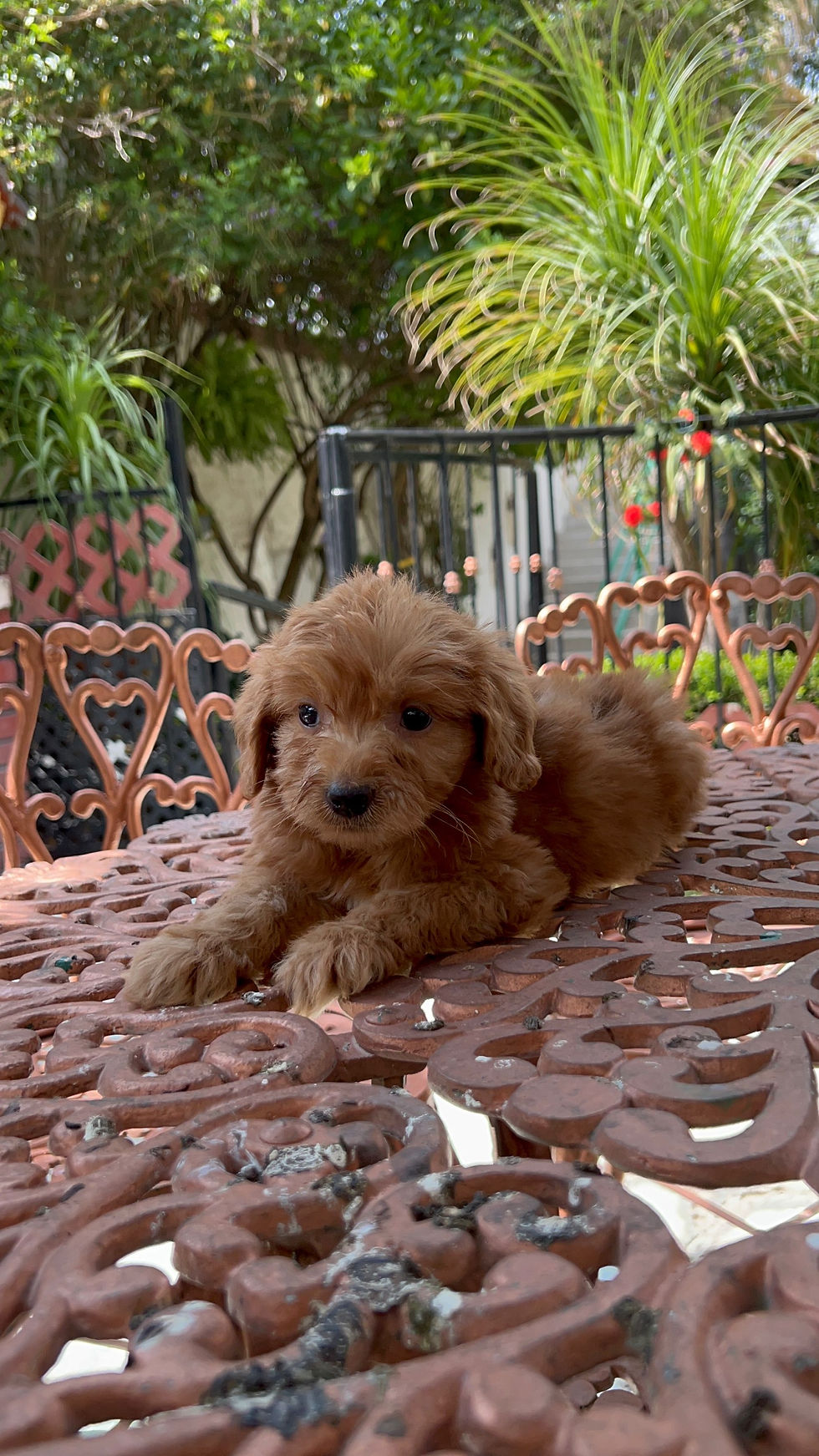 Miniatura: GoldenDoodle Macho 
