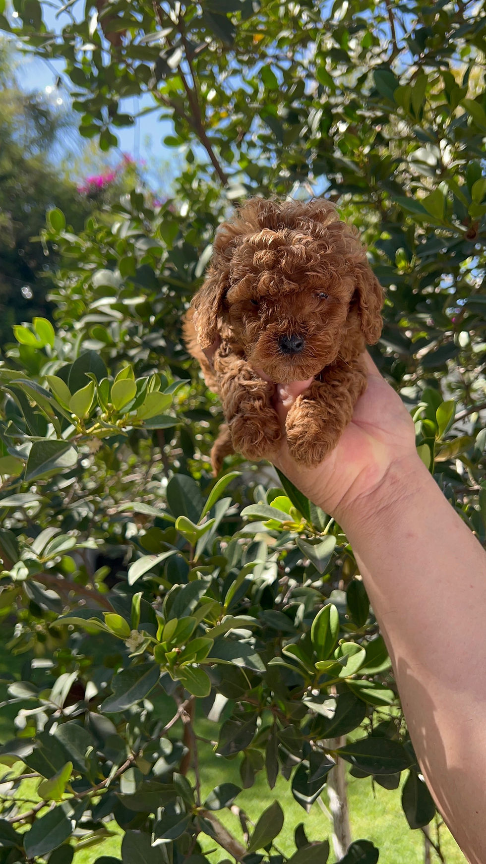 Miniatura: Macho GoldenDoodle 
