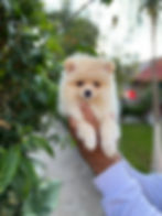 Miniatura: Pomeranian
