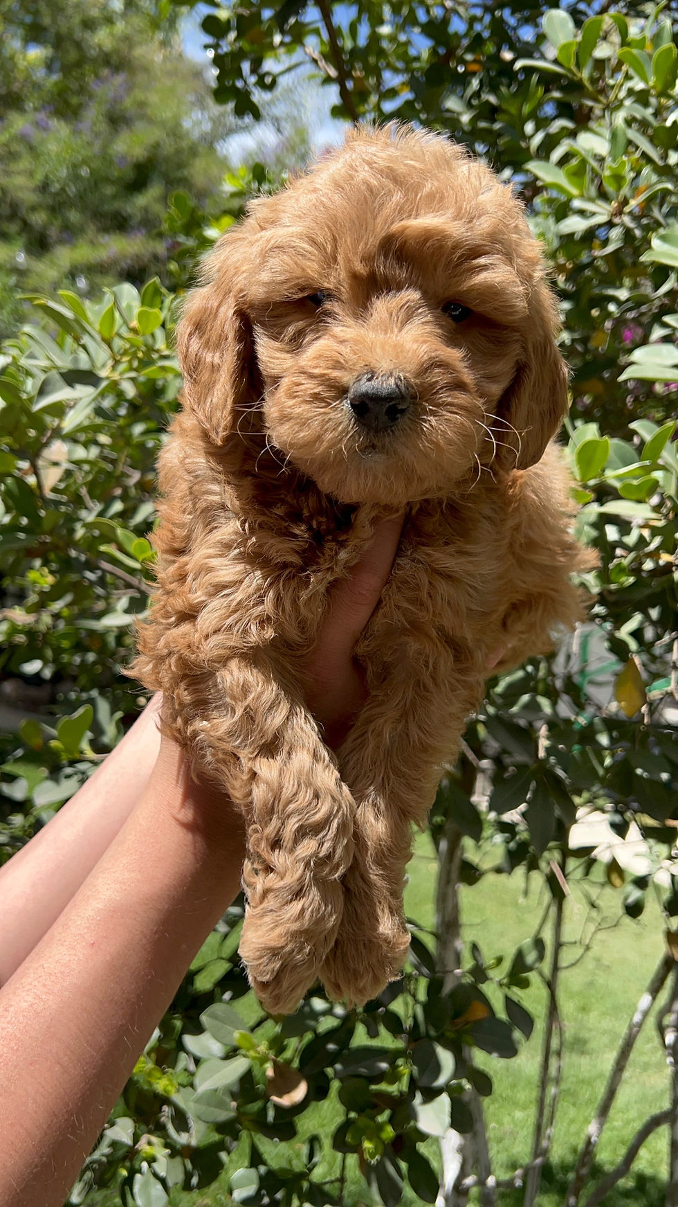 Miniatura: GoldenDoodle Macho 