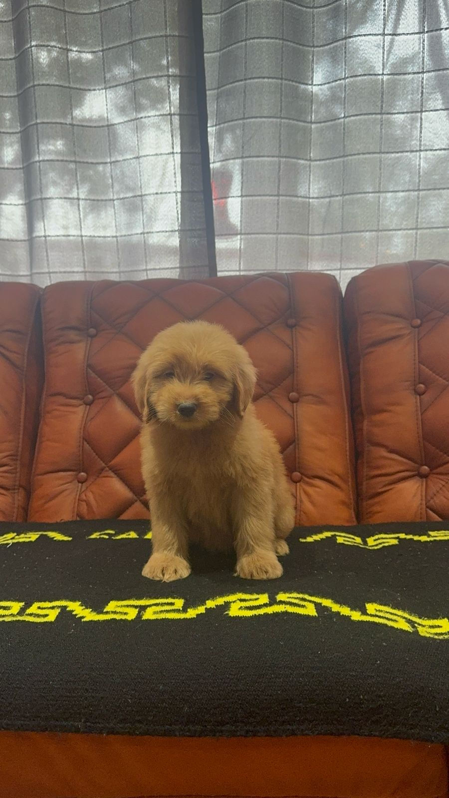 Miniatura: Goldendoodle Hembra 