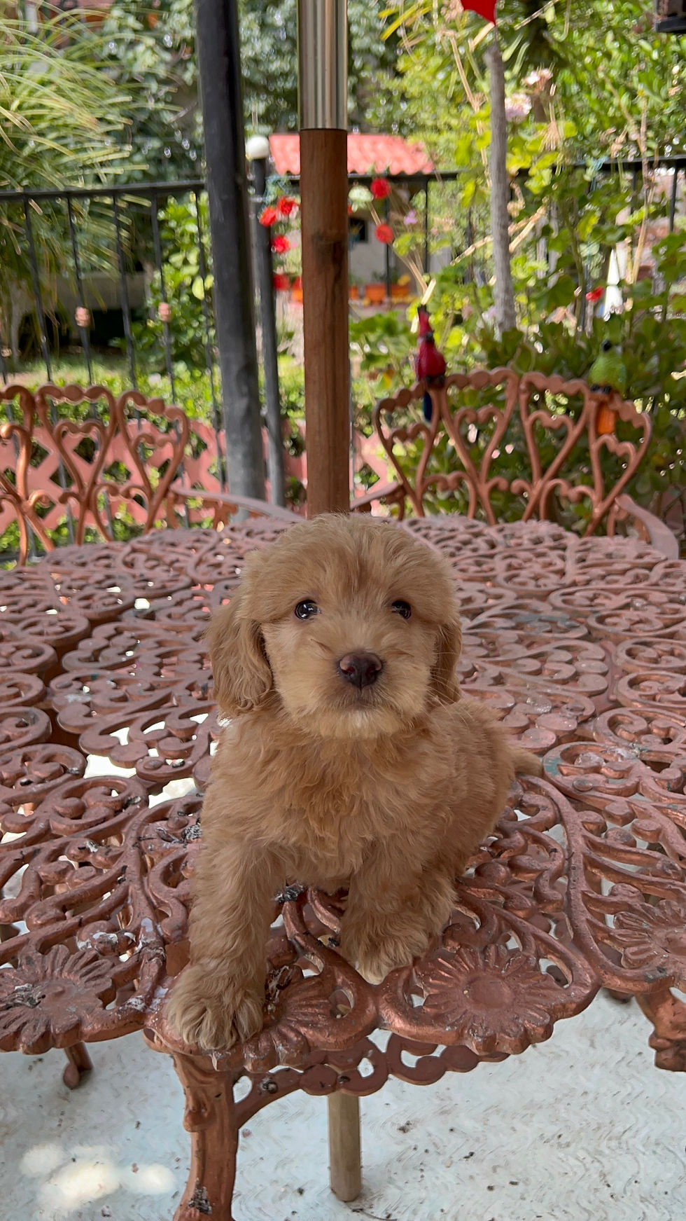 Miniatura: GoldenDoodle Macho 